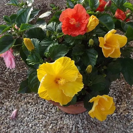 Bed & Breakfast Casale Grandangolo